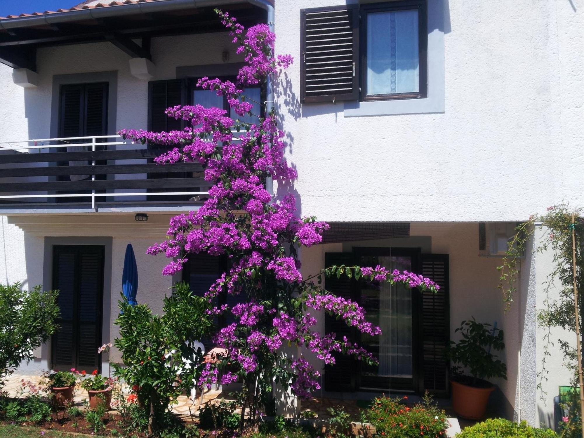 Barac Apartment