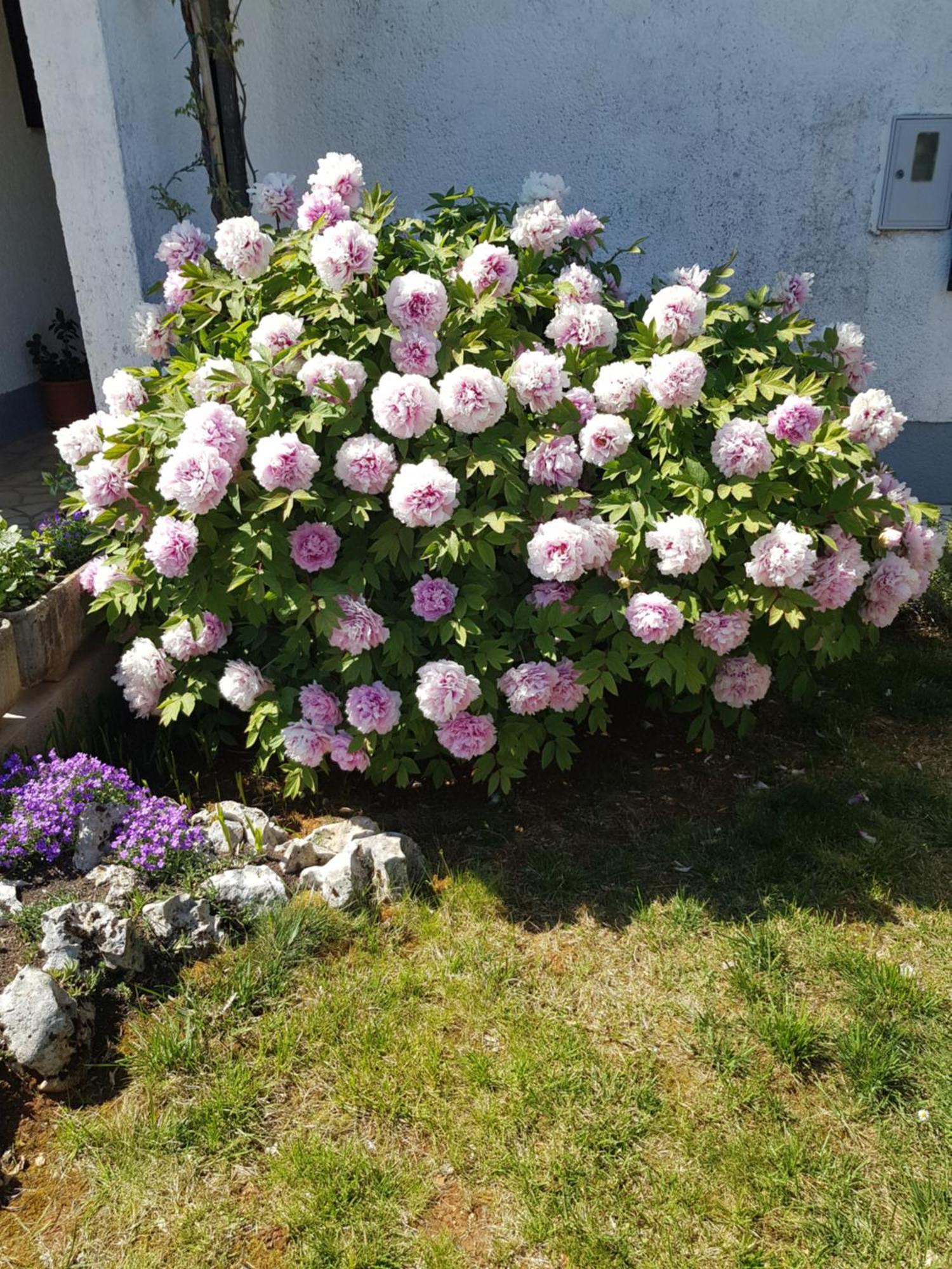 Apartment Barac Poreč